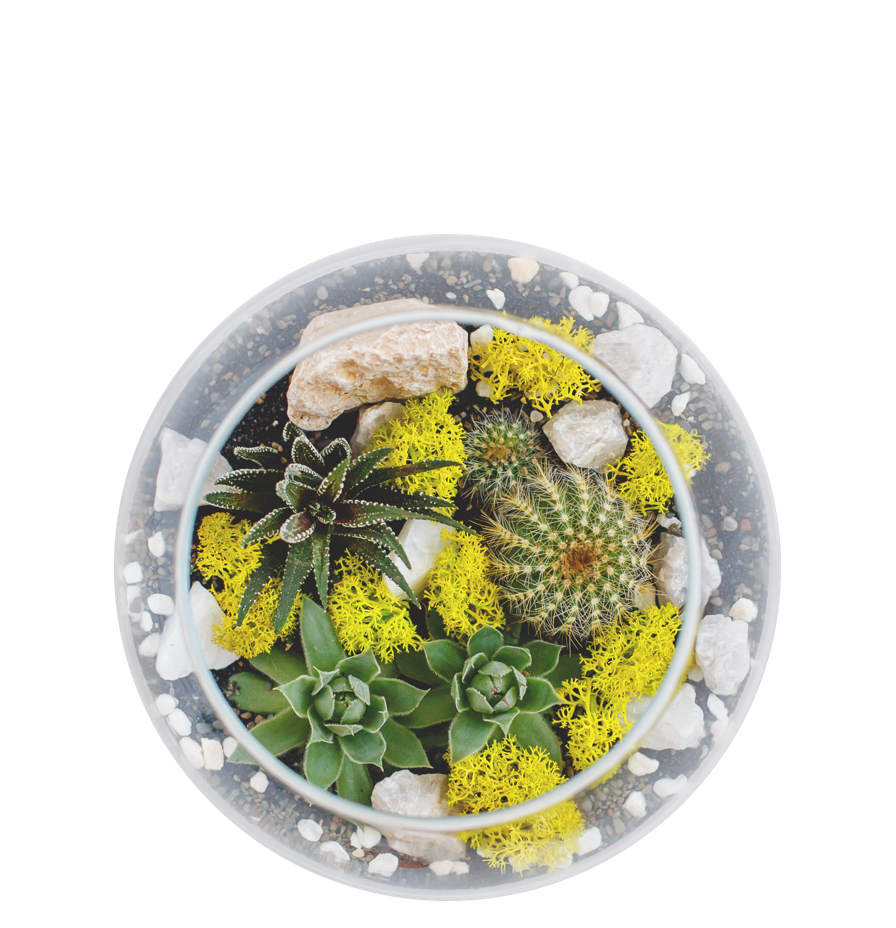 Bird's eye view of succulent and cactus terrarium in round glass bowl