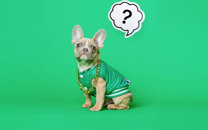 A dog next to a question mark (preview)