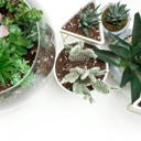 4-Plant Terrarium