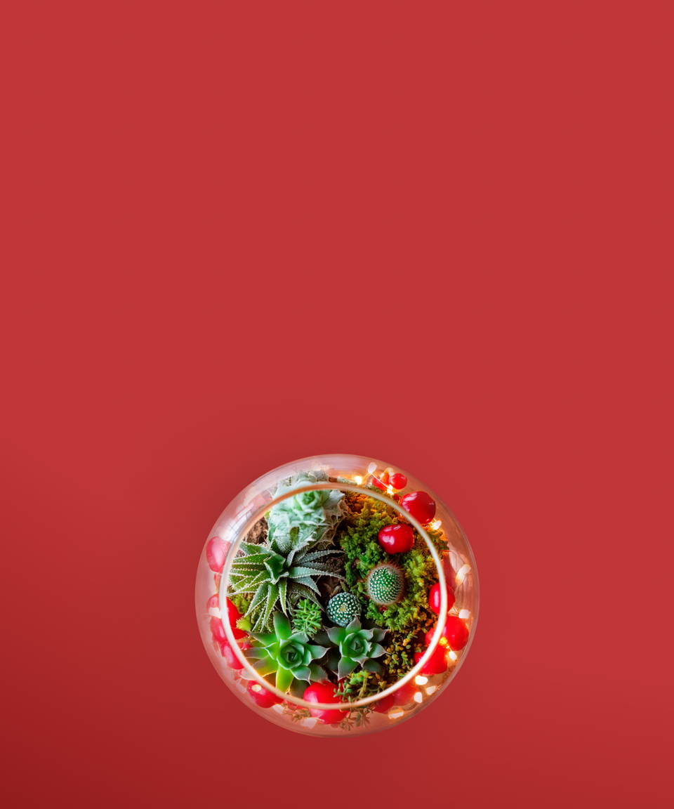 Succulents and cacti in glass terrarium with string lights (small)