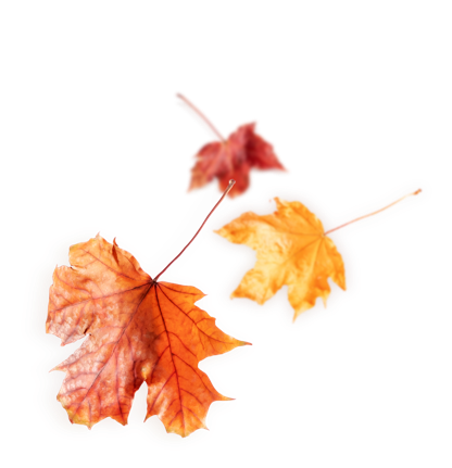 Autumn leaves falling for Fall Team Building Activities