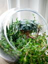 3-Plant Terrarium