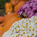 Fall Harvest
