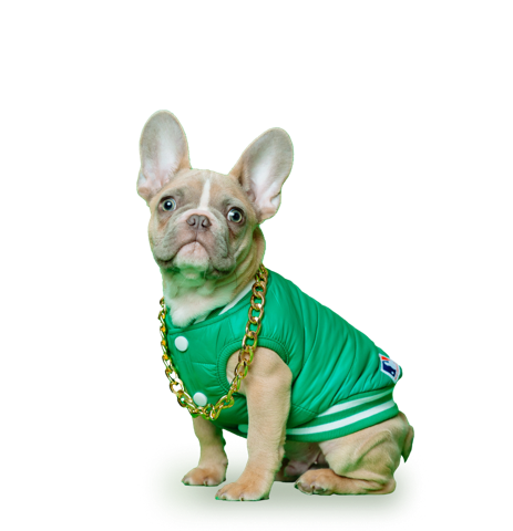 Dog wearing a chain and green vest