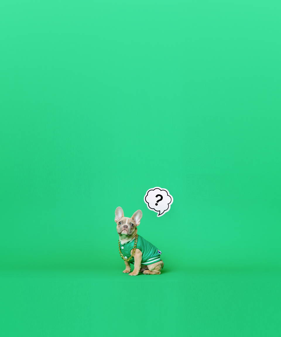 A dog next to a question mark (small)