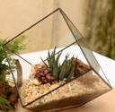 2-Plant Terrarium