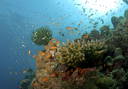Coral Reef Alliance