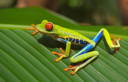 Rainforest Alliance