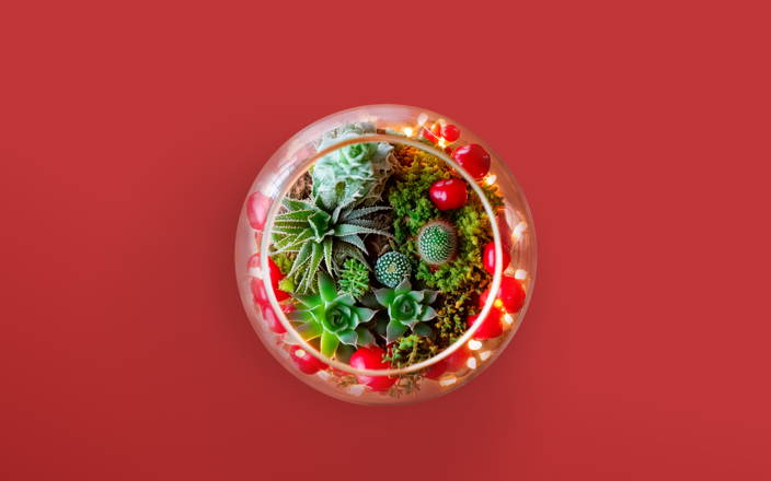Succulents and cacti in glass terrarium with string lights (preview)