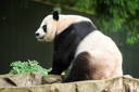 World Wildlife Fund