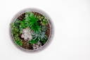Succulent Terrarium