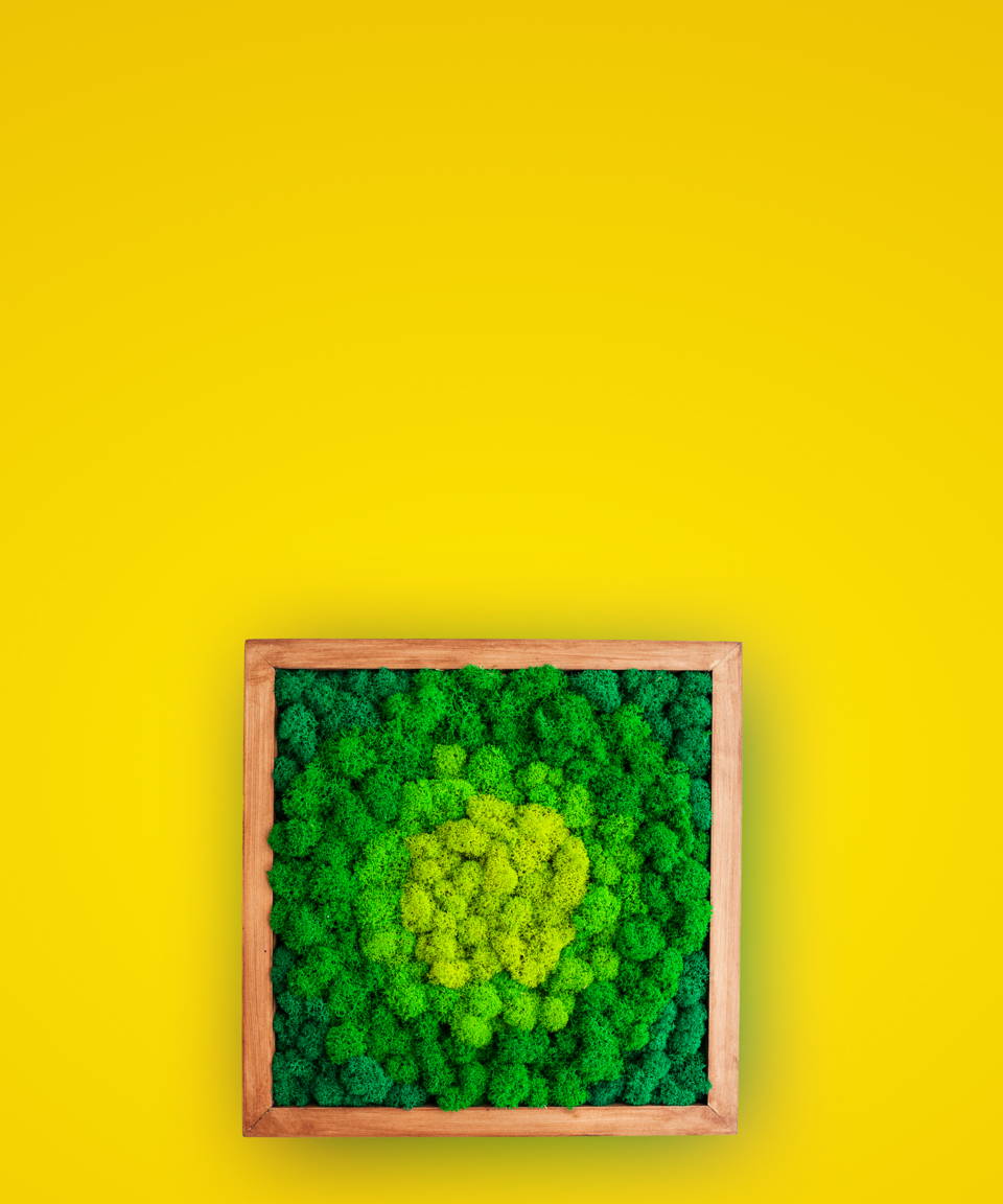 Green moss wall art in wooden frame against yellow background (small)